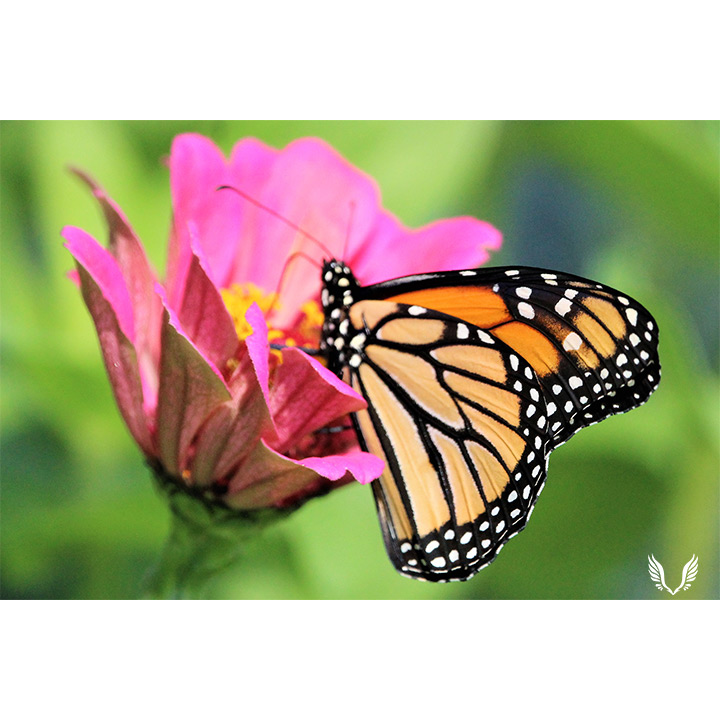 Sweet monarch butterfly