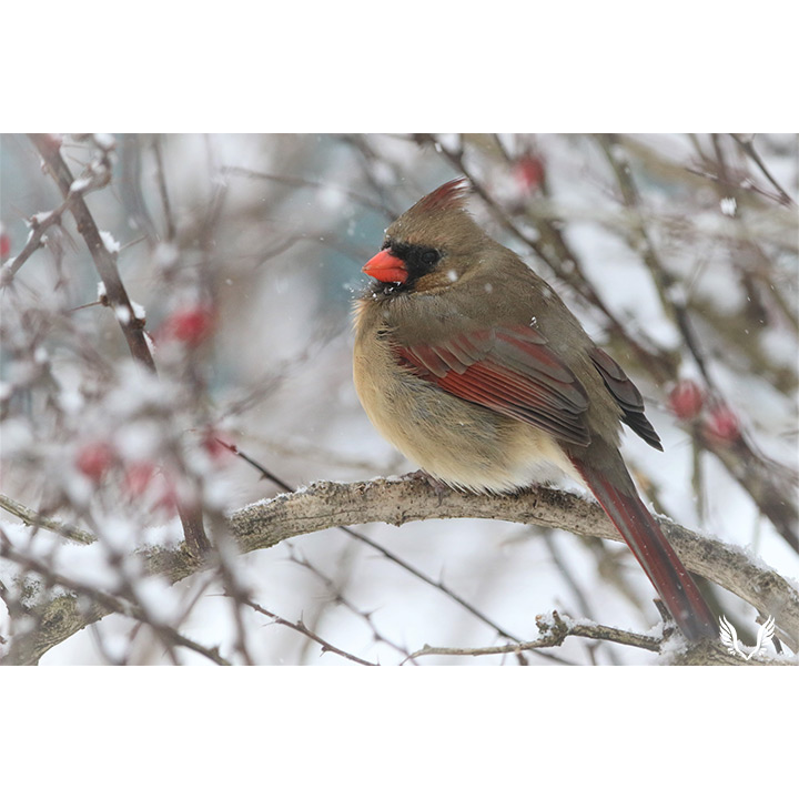 Snowy Female Cardinal
